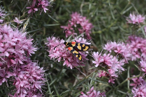 Zygaena sp. - burnet